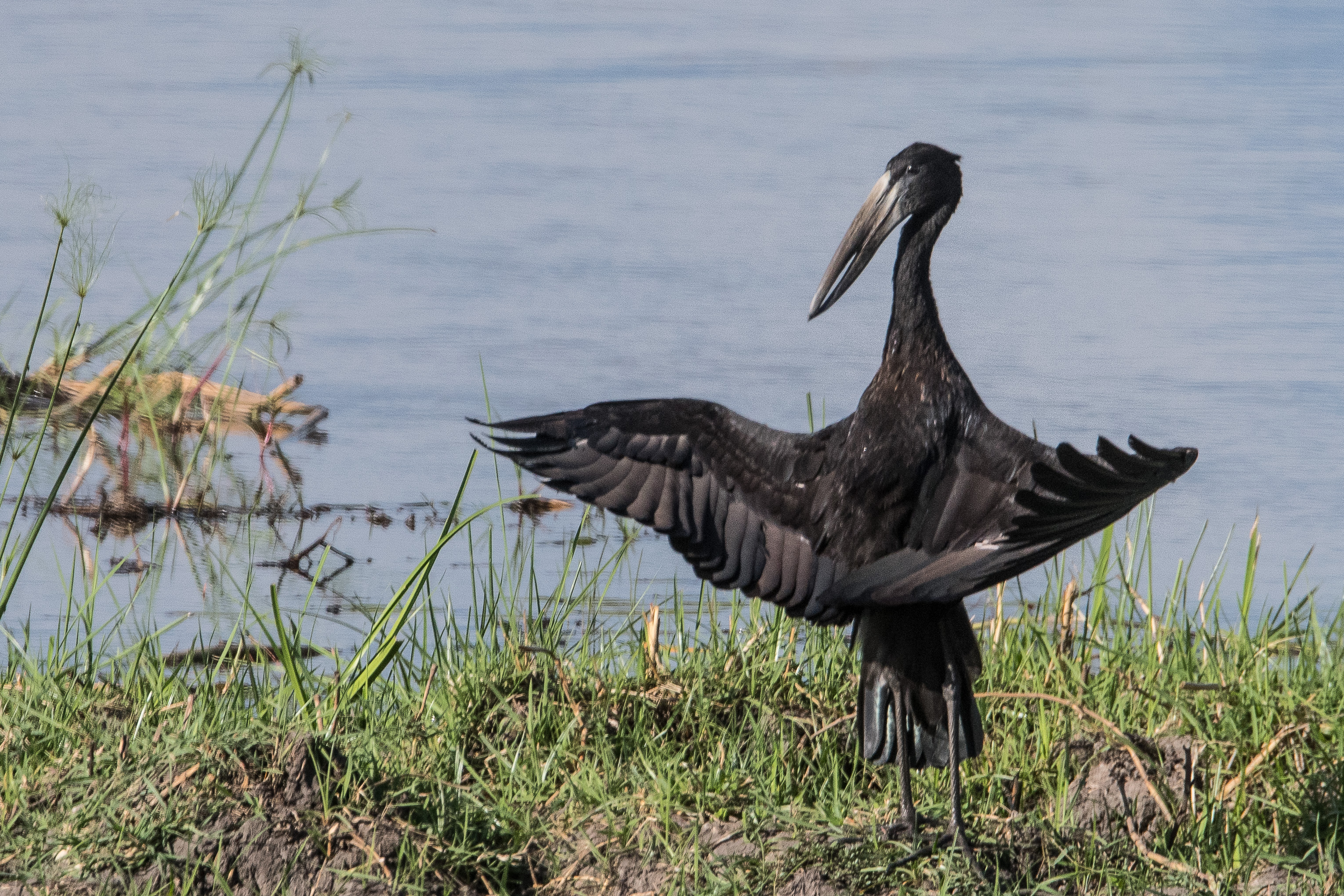 Bec-ouvert africain (Open-billed stork, Anastomus lamelligerus), adulte étalant son plumage au soleil, Kwando reserve, Delta de l'Okavango.